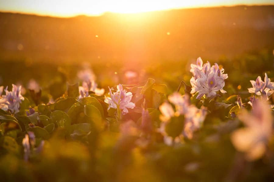Does everyone love Spring?